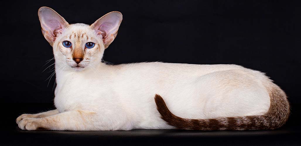 Siamois Tabby Point Couleurs et soins - img