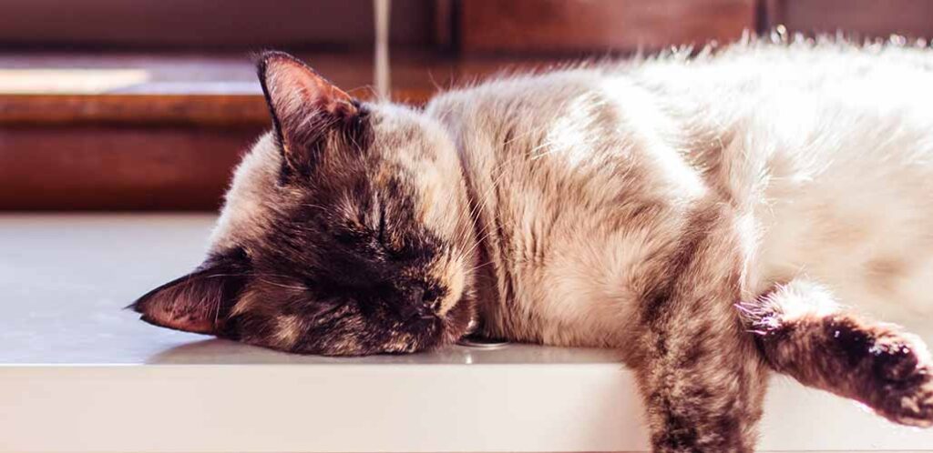 Siamois Tortie Point Traits, marques et motifs - img