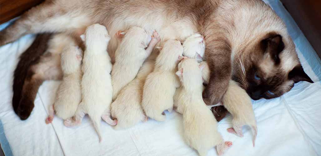 Soins et caractéristiques des chatons siamois nouveau-nés - img