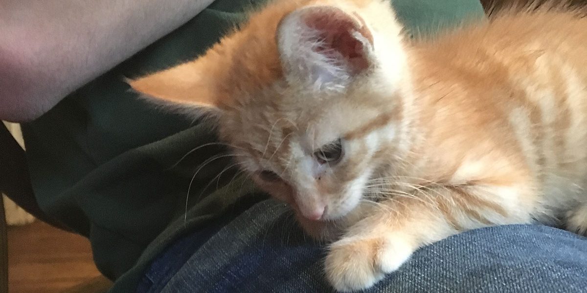 Soins et développement du chaton de neuf semaines - img