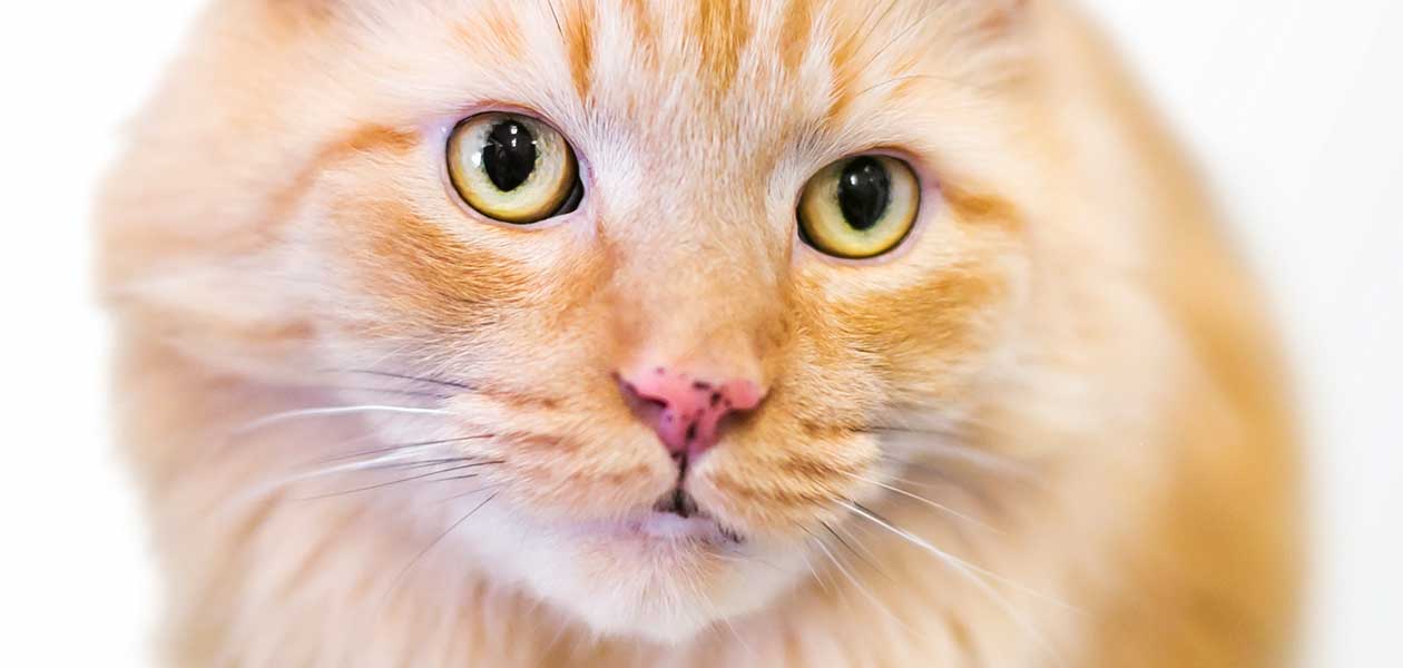 Taches de rousseur sur les chats - Pourquoi y a-t-il des taches noires sur le nez de mon chat ? - img