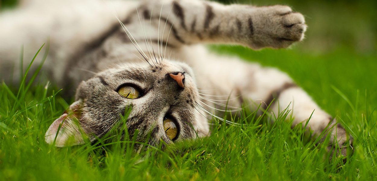 Terre de diatomées pour chats - Qu'est-ce que c'est et qu'est-ce que ça peut faire ? - img