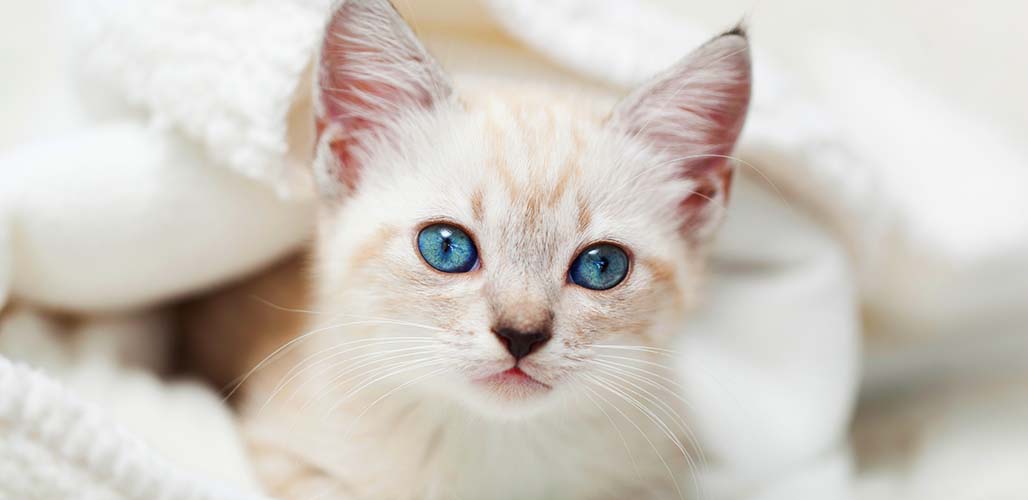 Traits de caractère et personnalité du chat siamois tabby - img