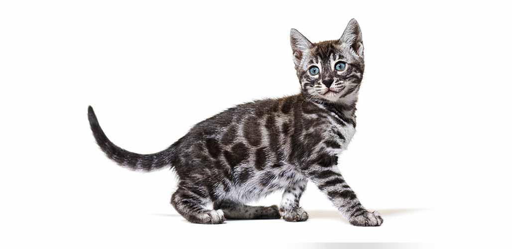 Traits et couleurs du chat bleu du Bengale - img