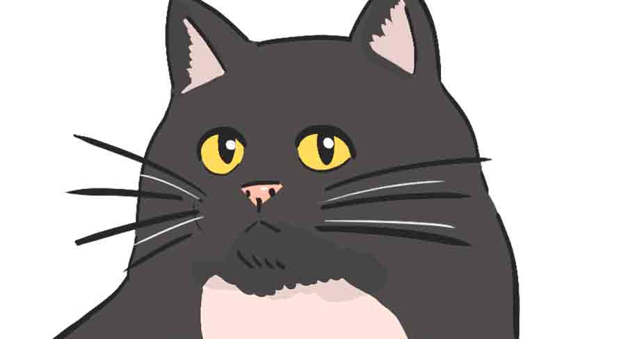 Tuxedo Ragdoll Cat - img