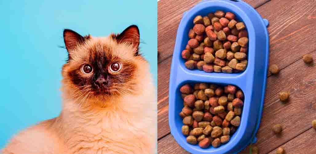 Un chaton de 10 mois peut-il manger de la nourriture pour chats ? - img