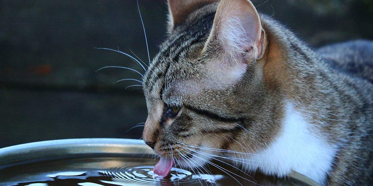 Votre chat boit-il beaucoup d'eau ? Découvrez pourquoi ! - img
