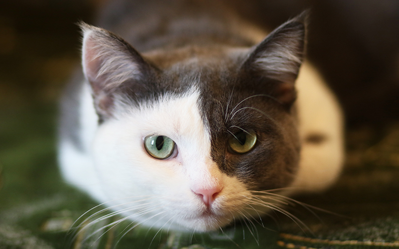 Votre guide des noms de chats - img