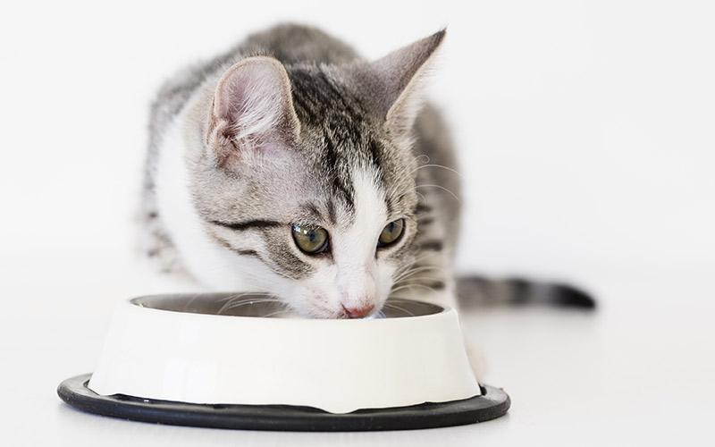 Alimentation biologique pour chatons - img