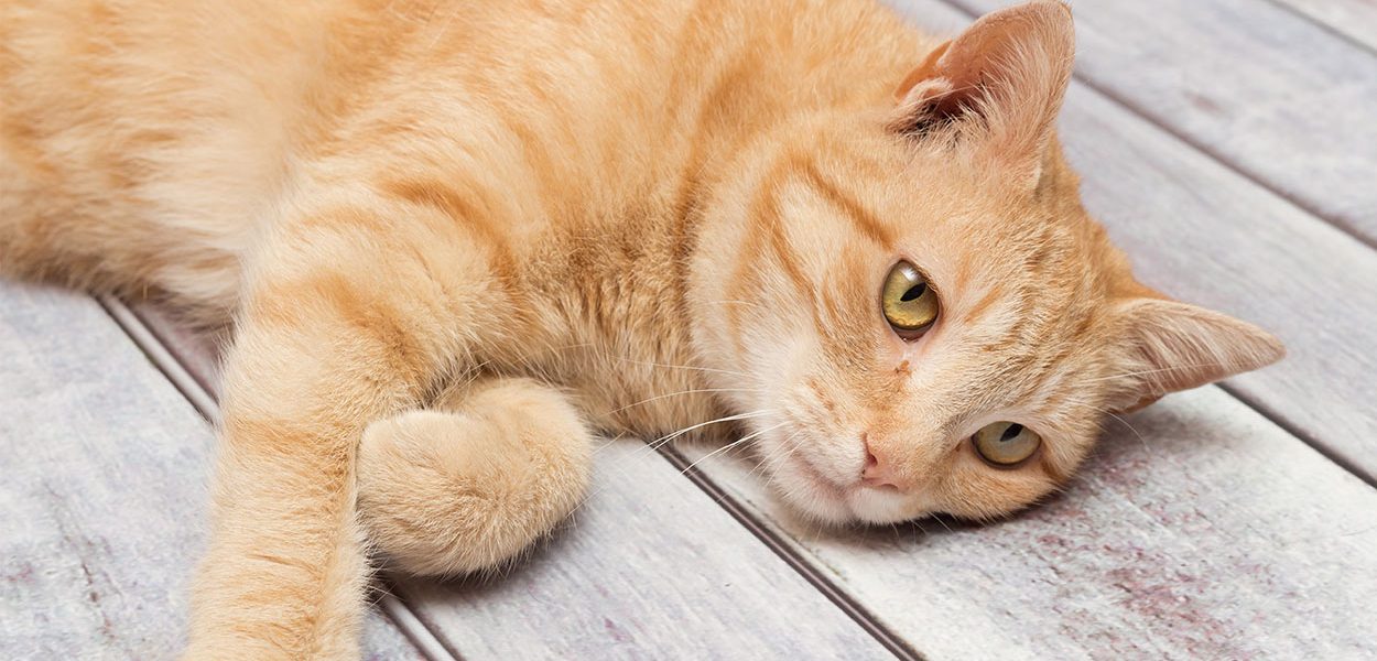 Antibiotiques naturels pour chats - Qu'est-ce que c'est et est-ce que ça marche ? - img