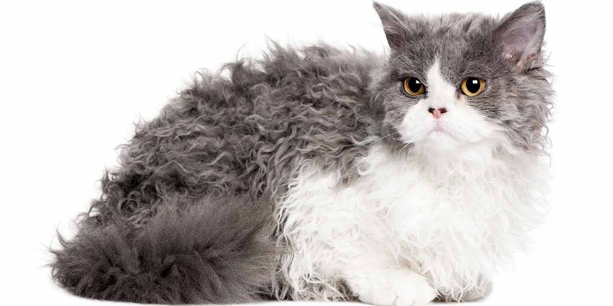 Centre d'information sur la race de chat Selkirk Rex - Guide complet - img