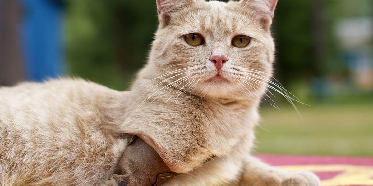 Chat à trois pattes - Soins, aide et conseils - img