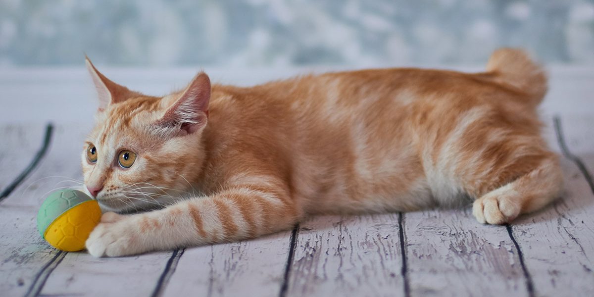 Chat américain à queue courte - img