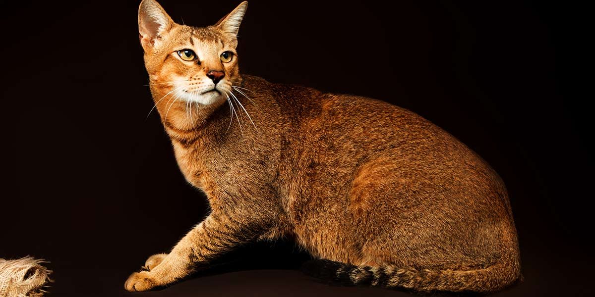 Chat Chausie : poids, caractéristiques, couleurs et soins - img