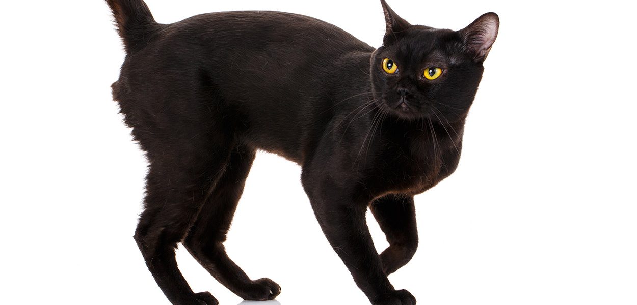 Chat de Bombay - img
