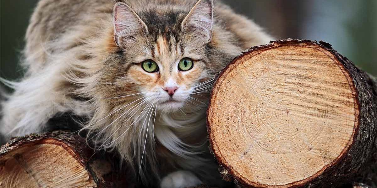 Chat de la forêt norvégienne Personnalité et traits de caractère - img