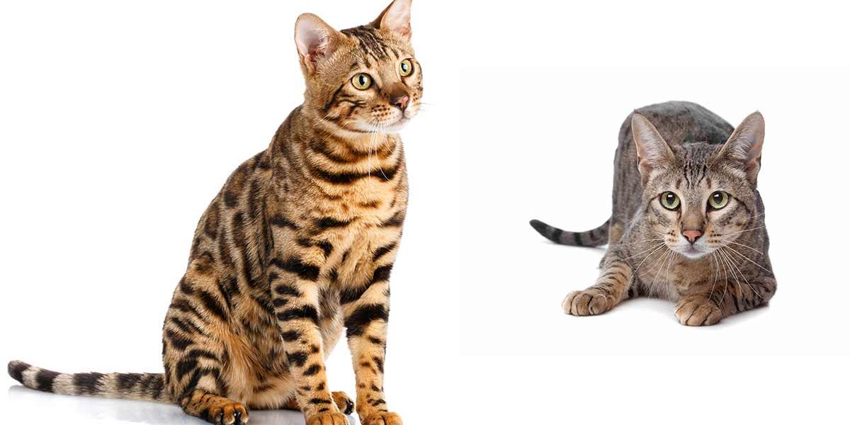 Chat de Savannah vs Bengal - img