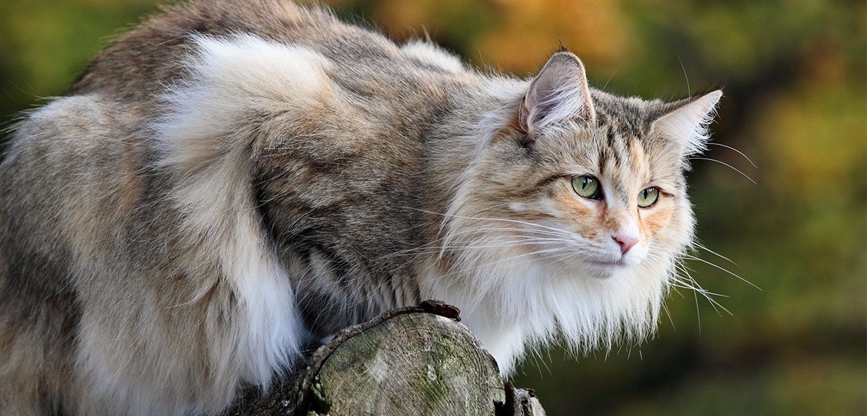 Chat des forêts norvégiennes - img