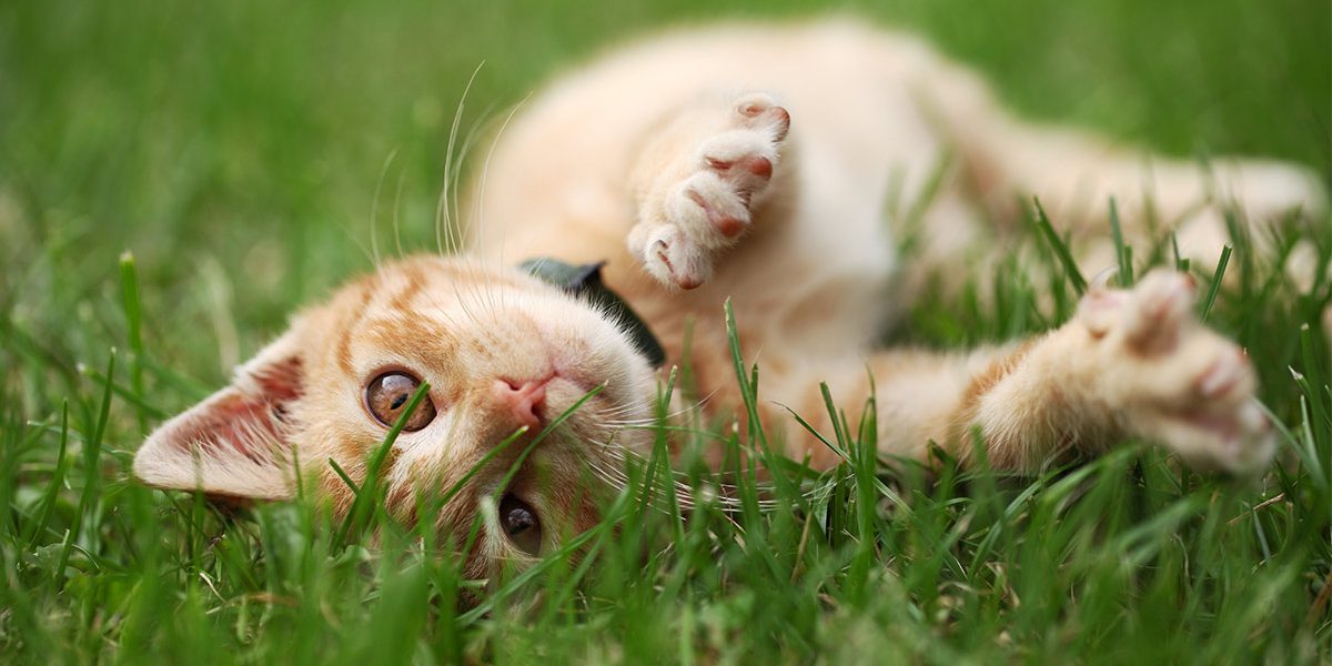 Chat domestique à poil court - img
