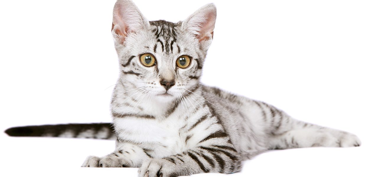 Chat mau égyptien - img