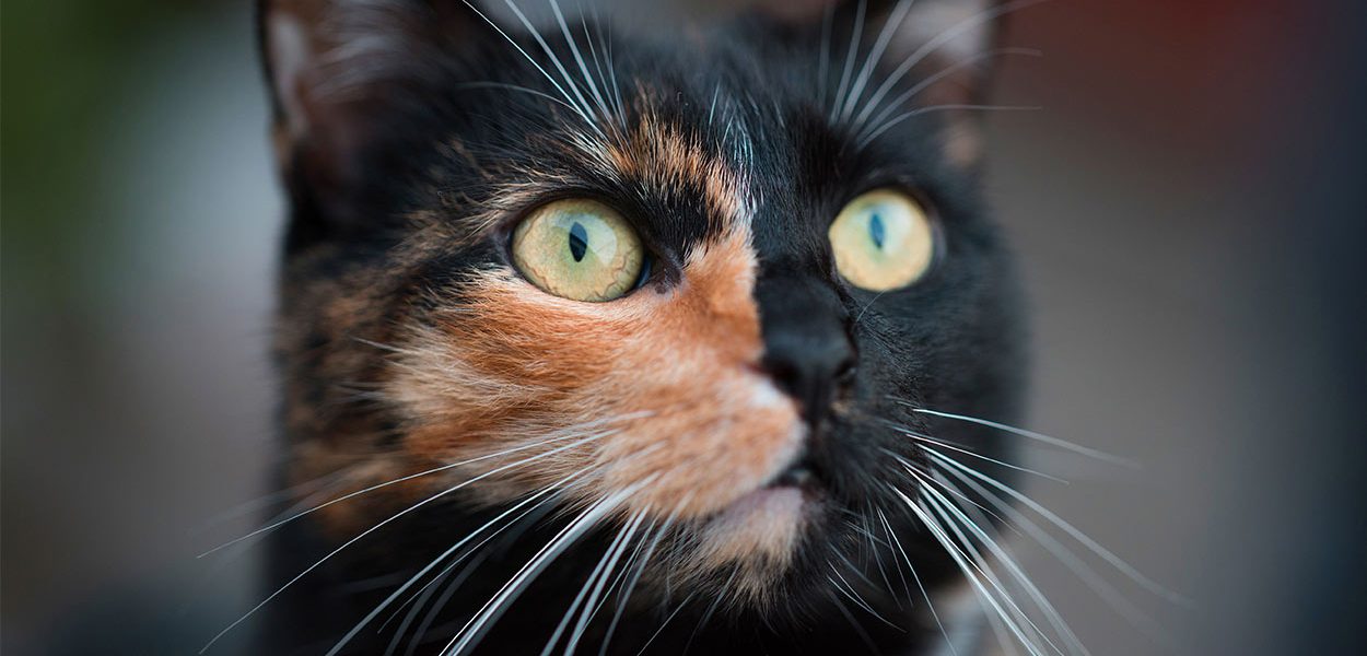 Chat mi-figue mi-raisin - img