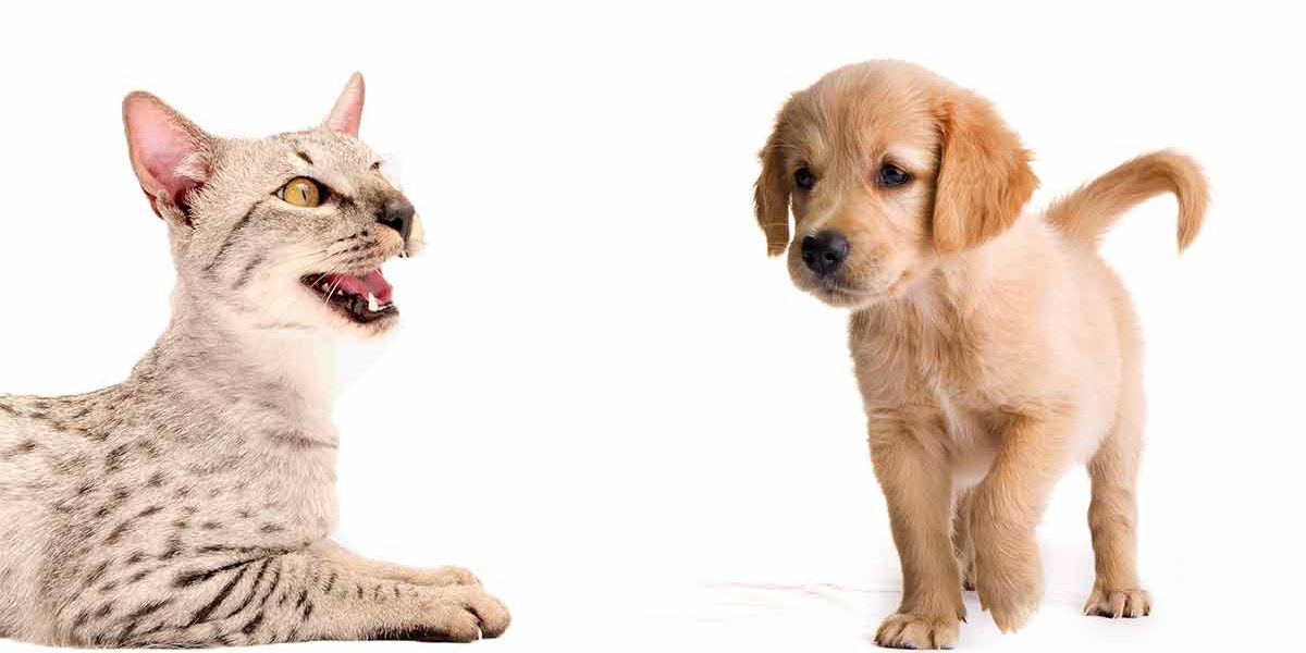 Chat ou chien de Savannah : quelles sont leurs similitudes et lequel choisir ? - img