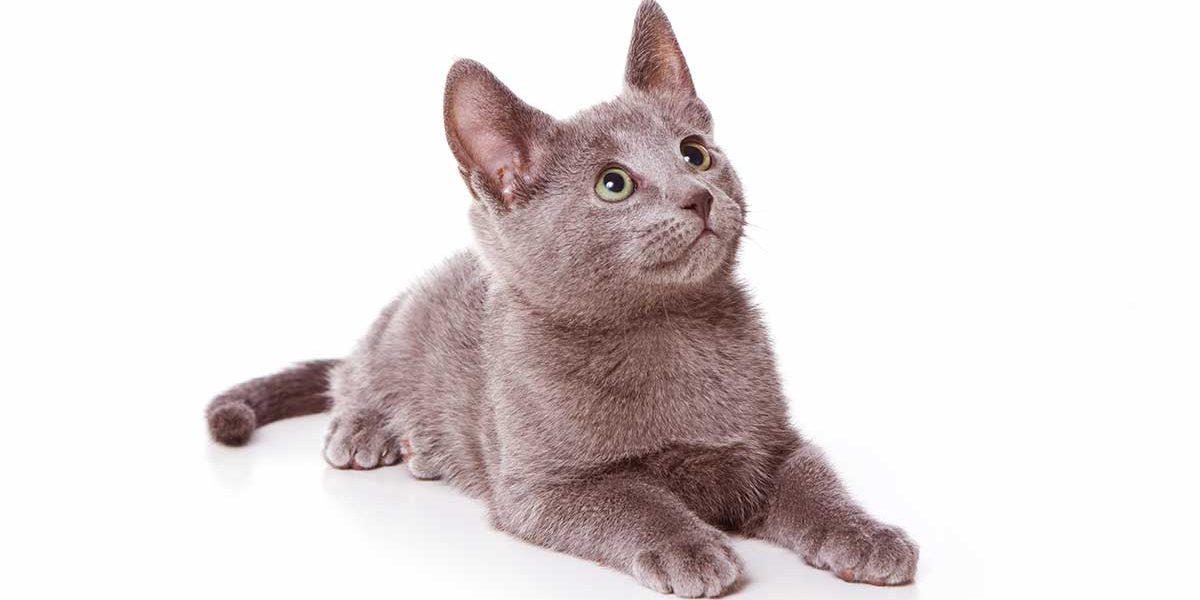 Chatons bleus russes - Trouver un chat et vos premiers jours ensemble - img