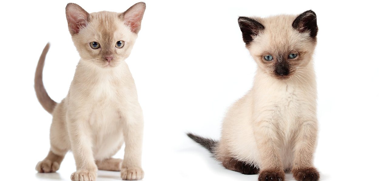 Chats birmans et chats siamois - img