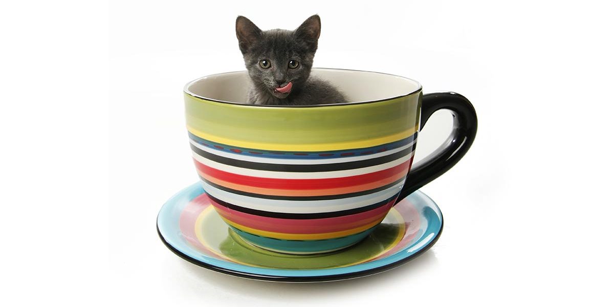 Chats tétraplégiques et chats miniatures - Un guide complet - img