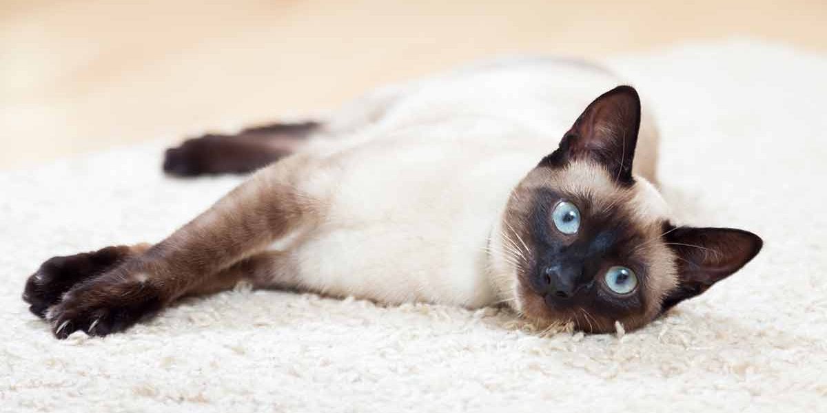 Choisir la meilleure nourriture pour chat siamois - img