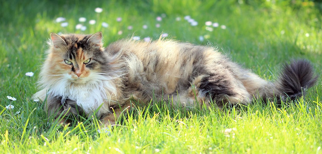 Comment enlever les tapis des poils de chat - Nos produits et tutoriels préférés - img
