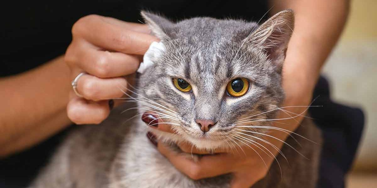 Comment nettoyer les oreilles des chats - Un guide pour nettoyer le cérumen et les saletés des oreilles de chat - img