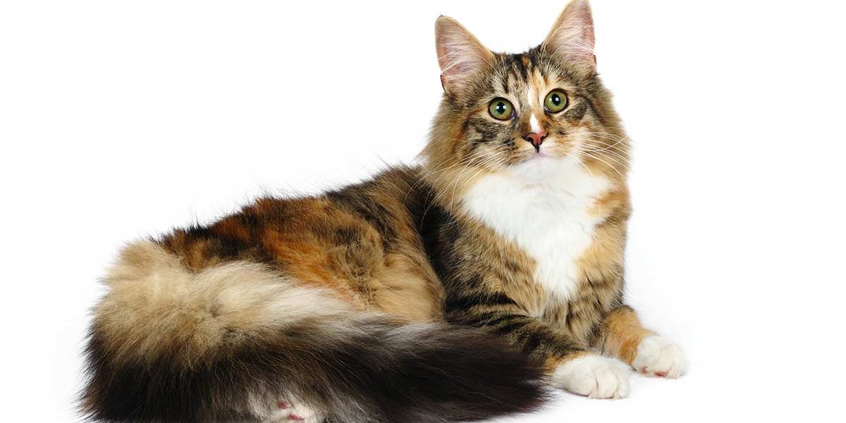 Couleurs des chats de la forêt norvégienne - Une gamme étonnante de teintes magnifiques - img