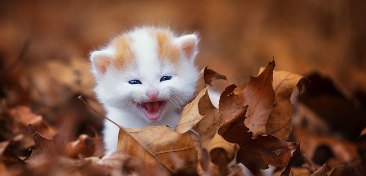 Développement du chaton - img