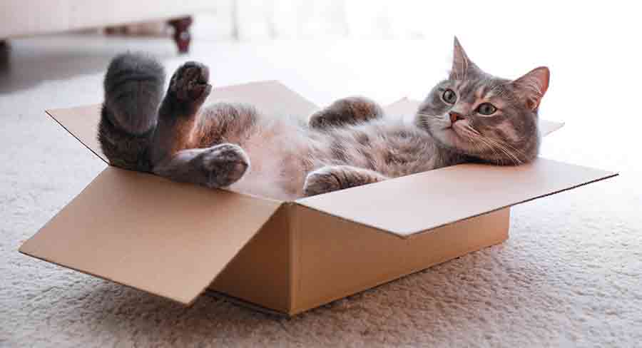 Drôles de noms de chats pour filles - img