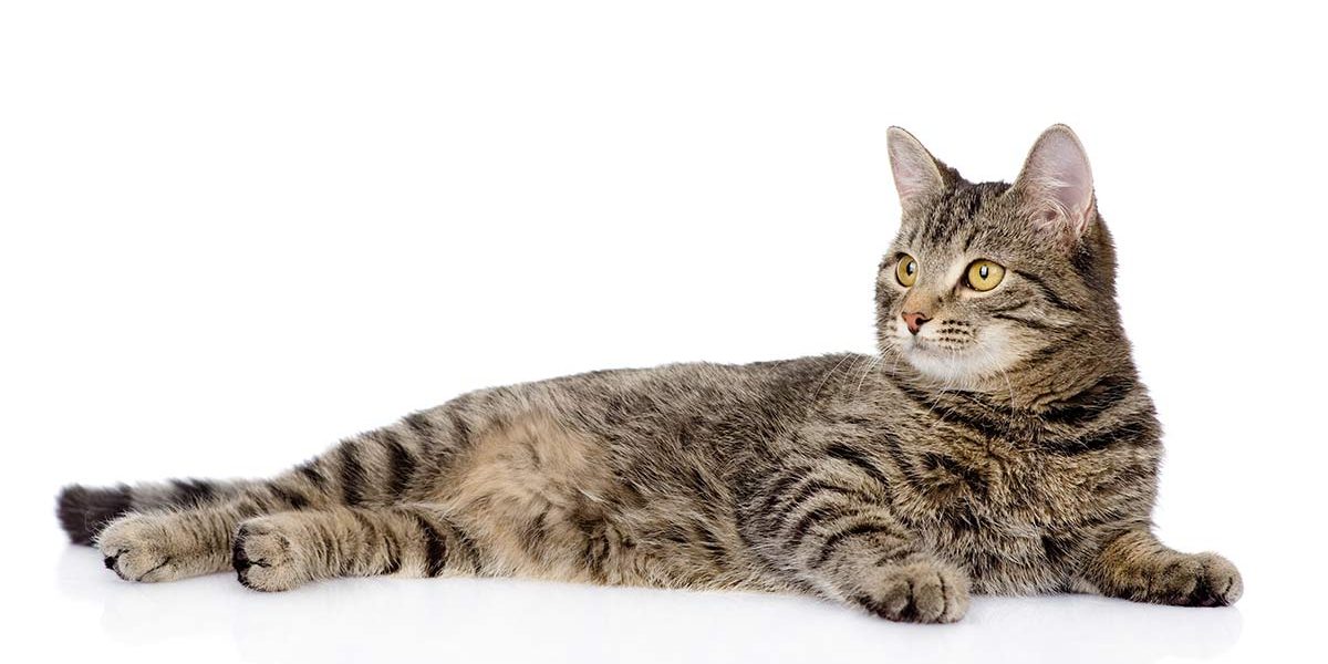 Durée de vie du chat Tabby - img