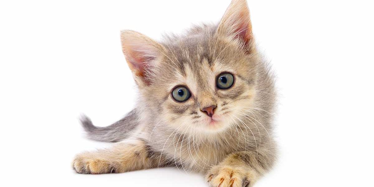 Estimation de l'âge du chaton en fonction du poids - img