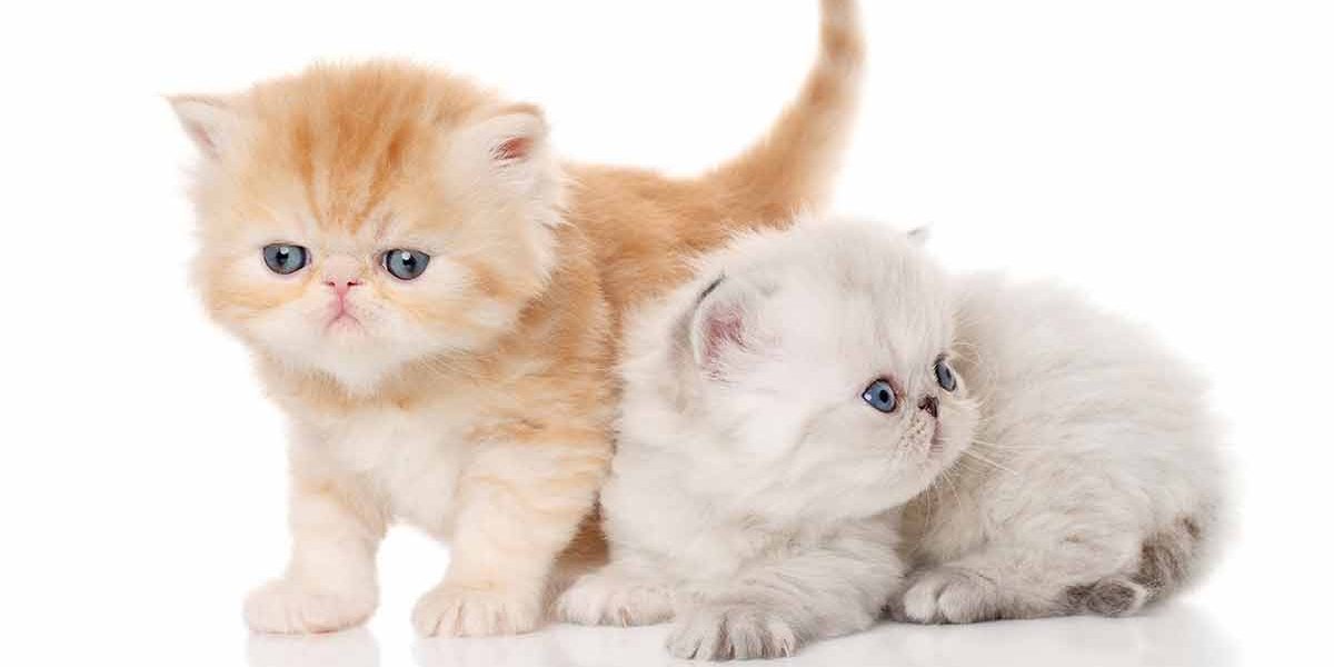 Exotic Shorthair Durée de vie et problèmes de santé - img