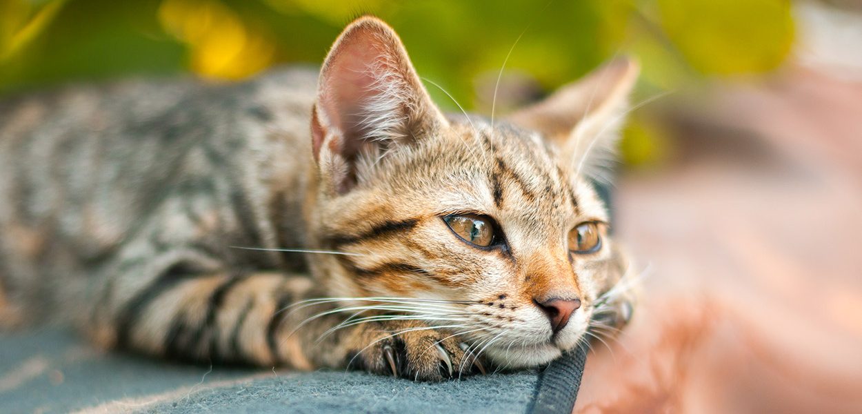 Faits sur les chats mâles - img