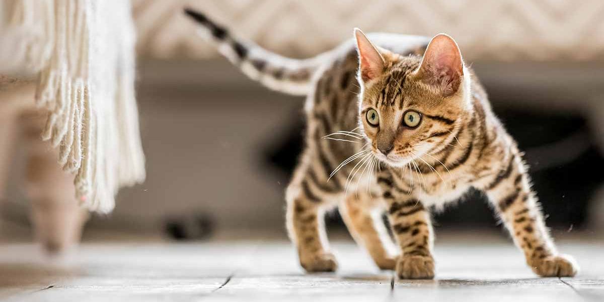 Faits sur les chats tabby - 30 faits amusants et fascinants pour les propriétaires de chatons tabby - img