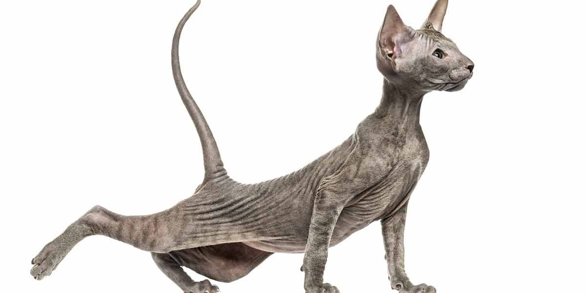 La race de chat Peterbald - img