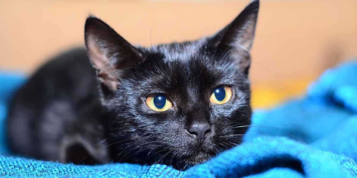 Les chats Bombay sont-ils hypoallergéniques ? Perdent-ils leurs poils ? - img