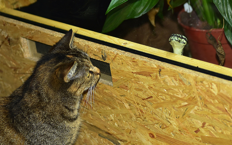 Les chats ont-ils peur des serpents ? - img