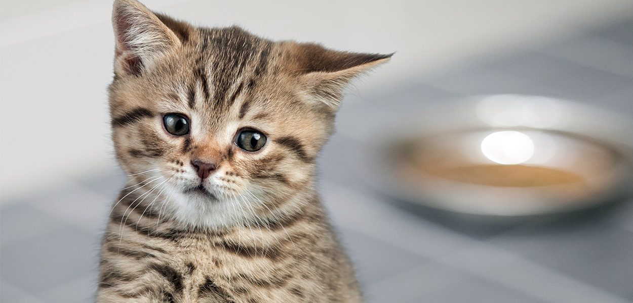 Les chats peuvent-ils manger de la dinde ? - img