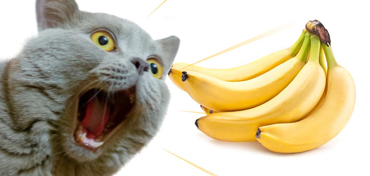 Les chats peuvent-ils manger des bananes en toute sécurité ? Un guide complet sur les bananes pour les chats - img