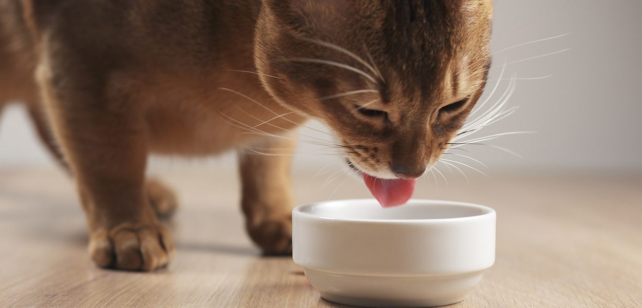 Les chats peuvent-ils manger des haricots ? - img