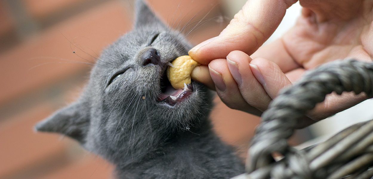 Les chats peuvent-ils manger des noix de cajou ? - img