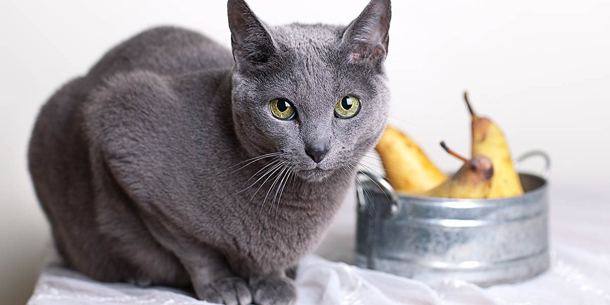 Les chats peuvent-ils manger des poires ? - img