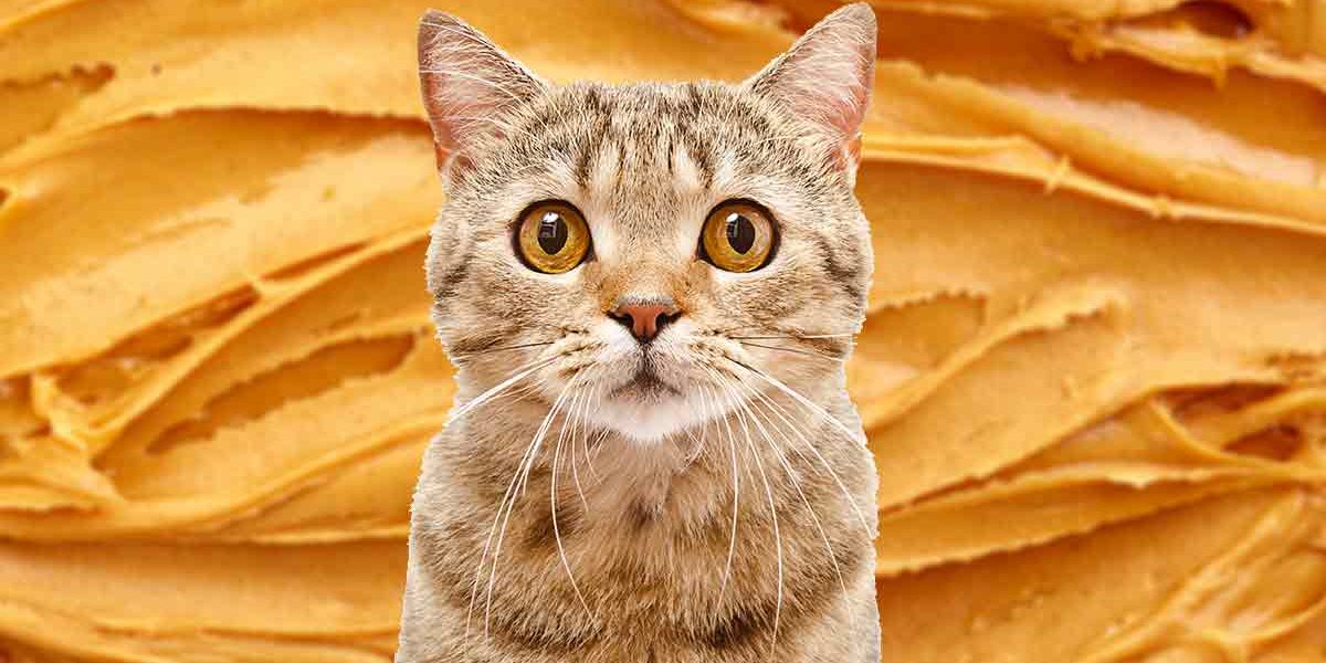 Les chats peuvent-ils manger du beurre de cacahuète ? Guide sur les chats et le beurre de cacahuète - img