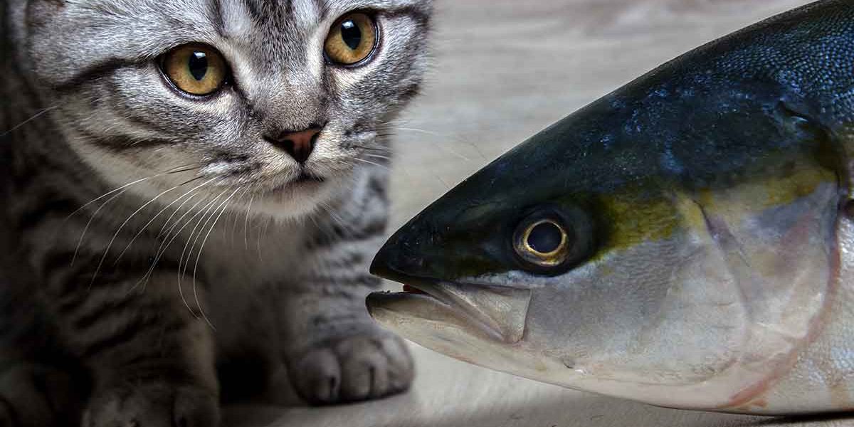 Les chats peuvent-ils manger du thon ? - En boîte, cru, ou comme élément principal de leur alimentation ? - img